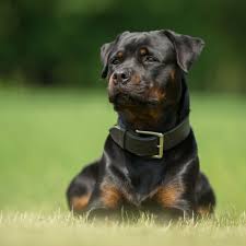 Wie sie die pubertät bei ihrem hund erkennen und wann sie damit rechnen können, dass er geschlechtsreif wird, erfahren sie im. Befreiung Von Der Hundesteuer Wann Ist Das Moglich