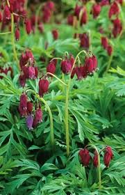 Dicentra Formosa Bacchanal Loves Shade Or Partial Shade Perennial Flowers April June Flowers Perennials Garden Flowers Perennials Shade Plants