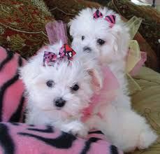 Look At My Beautiful Baby Maltese We Adore Our Puppies Www Texasteacuppuppy Com Www Facebook Com Facebo Teacup Puppies Maltese Maltese Puppy Puppy Adoption