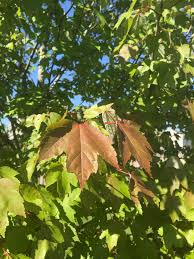 We did not find results for: October Glory And Autumn Blaze Turning Red In June 573886 Ask Extension