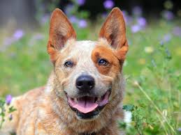 The goals and purposes of this breed standard include: Australian Cattle Dog 2020 Charakter Wesen Hunde Fan De