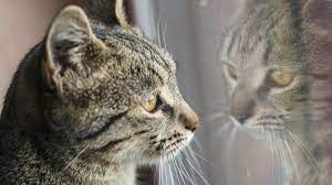 Belonging or pertaining to the cat family, felidae. Feline Philosophy By John Gray The Wisdom Of Cats Financial Times