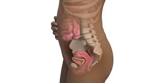 Ssw 4 Sie Sind 4 Wochen Schwanger Babycenter