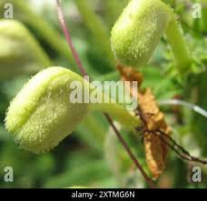 Image result for Clerodendrum ternatum