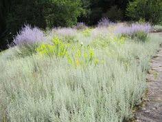 Nous sommes votre spécialiste pour le jardin et les plantes, les produits et articles pour animaux et la décoration. Http Forum Garten Pur De Attachments 110807 06a Jpg Plant Decor Garden Plants Plants