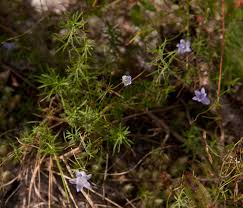 Image result for Wahlenbergia capillacea