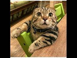 Pin Di Funny Cat Dog Videos Su Funny Cats