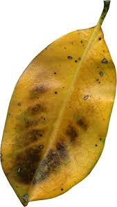 English word kering(dry) occurs in sets: Daun Kering Png 4 Png Image