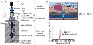 Osa Label Free Cellular Structure Imaging With 82 Nm