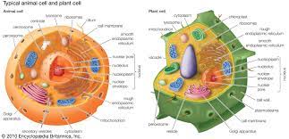 The contents of a cell surrounded by the cell membrane, except for the nucleus in the eukaryotic cell. Cytoplasm Definition Function Britannica