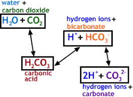 Bicarbonate Buffer Systems Grade 12u Chemistry Systems And Equilibrium