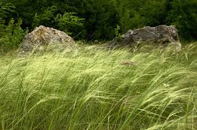 Image result for Stipa