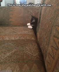 Couch Commander Funny Animal Pictures Funny Animals Cute Animals