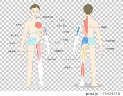 Naming skeletal muscles according to a number of criteria we name muscles by considering the qualities listed below. Illustration Of Male Whole Body Muscles Seen Stock Illustration 73425638 Pixta
