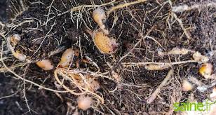 Curcuma Longa Culture Proprietes Bienfaits Curcuma Racine De Curcuma Curcuma Bienfaits