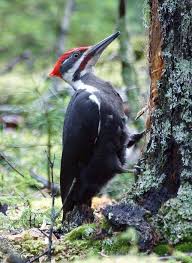 As big as a crow, the pileated woodpecker is the largest member of the woodpecker family in north america. Woodpeckers And The Displays Of Early Spring