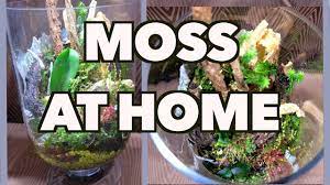 Otherwise, this can block the sunlight that is critical for the propagation of the sphagnum moss. How To Grow And Propagate Moss Youtube