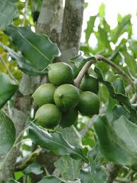 Image result for Macadamia aff. integrifolia