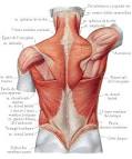 Muscles du dos