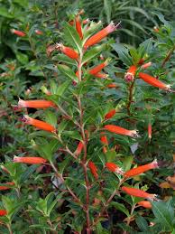 We did not find results for: Plant Cupheas For Summer Flowers Hummingbirds And More Gardening In The Panhandle
