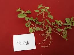 Image result for Linderniella gracilis