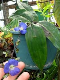 Image result for Dichorisandra