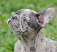 I am looking for a blue or red merle female female preferably with a short tail. 10 Best Merle French Bulldog Puppies Ideas Merle French Bulldog French Bulldog Puppies Bulldog Puppies