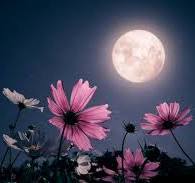 88,200+ Full Of Flowers Stock Photos, Pictures & Royalty ...