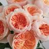 David austin roses vs peonies. 1