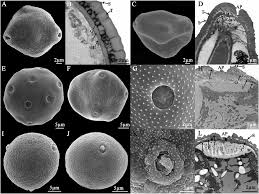 Image result for Droguetia ambigua