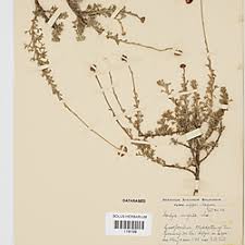 Image result for Pentzia incana