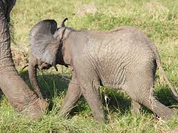 Saving the Youngest Snare Victims