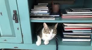 Apply to become a foster care. Foster Information The Dancing Cat Adopt A Cat In San Jose