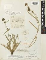 Image result for Fuirena leptostachya