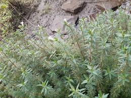 Image result for Limnophila indica