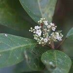 Image result for Maesa lanceolata