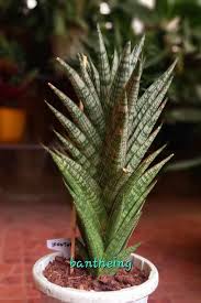 Image result for Sansevieria