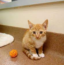 Ok so i found a small kitten a couple of days ago. Cat For Adoption Kittens A Domestic Short Hair In Gainesville Fl Petfinder