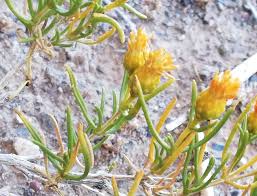 Image result for Pteronia acuminata
