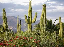 Desert Cactus Hd Wallpapers Cactus Desert Plants Cactus Pictures