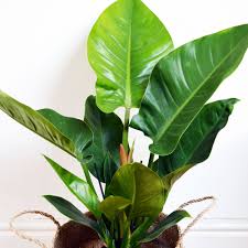 Philodendron Imperial Green Plants Indoor Plants Philodendron