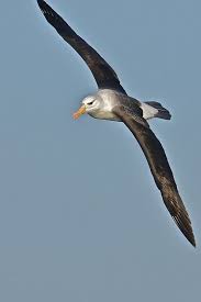 Black Browed Albatross Thalassarche Melanophris Wollongong Australia Hayvanlar Kus