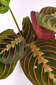 Image result for maranta
