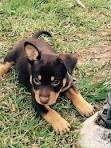 Australian Kelpie Dog Breed Information and Pictures