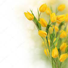 Download Tulip Flowers Design Border Stock Image Tulips Flowers Flower Designs Tulips