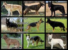 Pin On German Shepherd