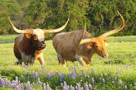 Texas Longhorn Cattle By Andrew Mcinnes In 2020 Animals Longhorn Cattle Longhorn Cow