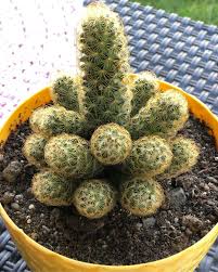 Home tags posts tagged with fingers cactus. Lady Fingers Cactus Mammillaria Elongata Plants Succulents Cactus House Plants