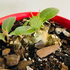 Image result for Dorstenia schliebenii