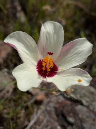 Image result for Hibiscus pusillus